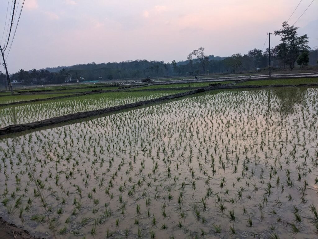 Young rice plants growing in a field in Wayanad, India